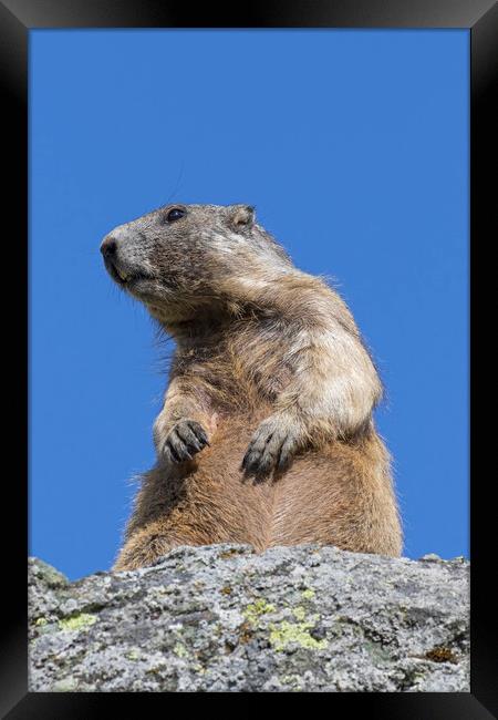 Alert Alpine Marmot Framed Print by Arterra 