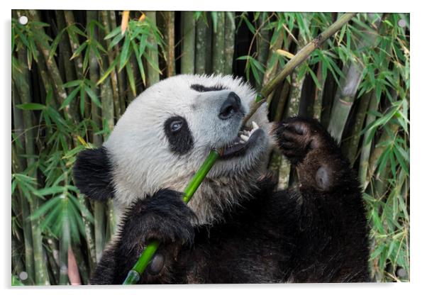 Happy Giant Panda in Bamboo Forest Acrylic by Arterra 