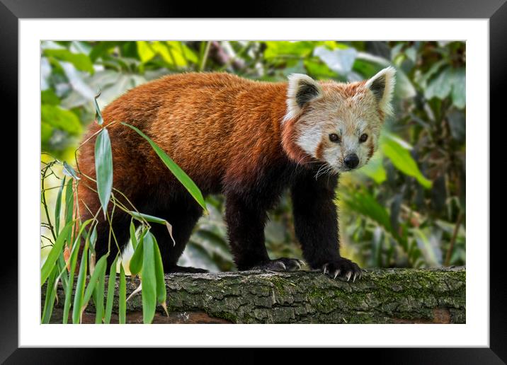Red Panda in Tree Framed Mounted Print by Arterra 