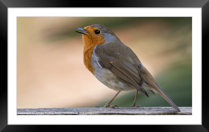Christmas Robin Framed Mounted Print by Adrian Rowley
