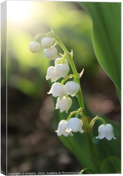 Sunlit White Lily of the Valley Flowers Canvas Print by Imladris 
