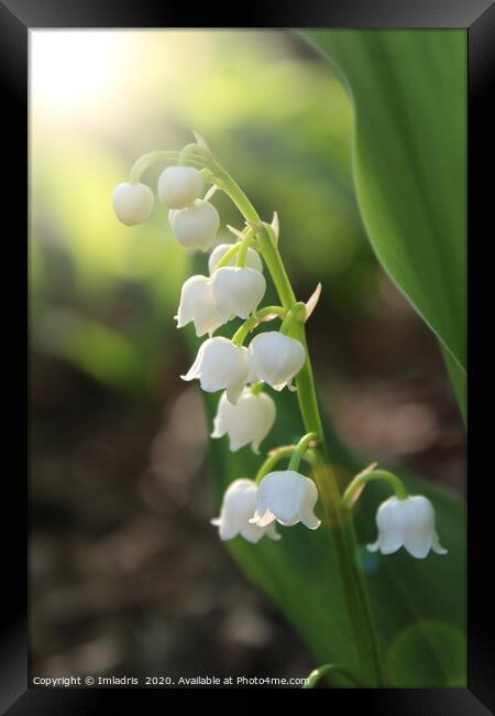 Sunlit White Lily of the Valley Flowers Framed Print by Imladris 