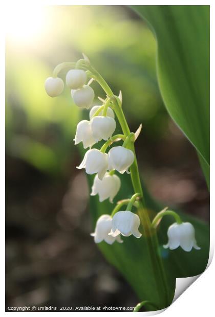 Sunlit White Lily of the Valley Flowers Print by Imladris 