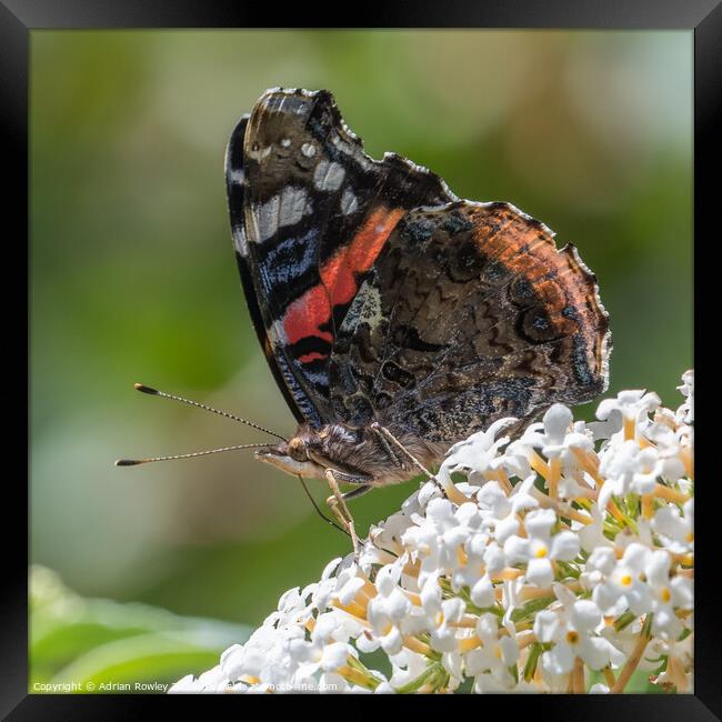 The Red Admiral Framed Print by Adrian Rowley