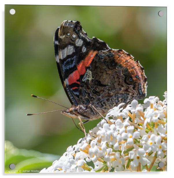 The Red Admiral Acrylic by Adrian Rowley