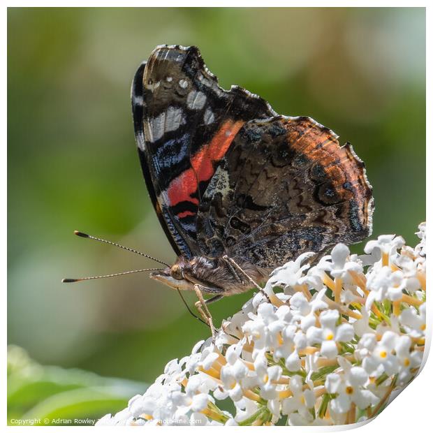The Red Admiral Print by Adrian Rowley