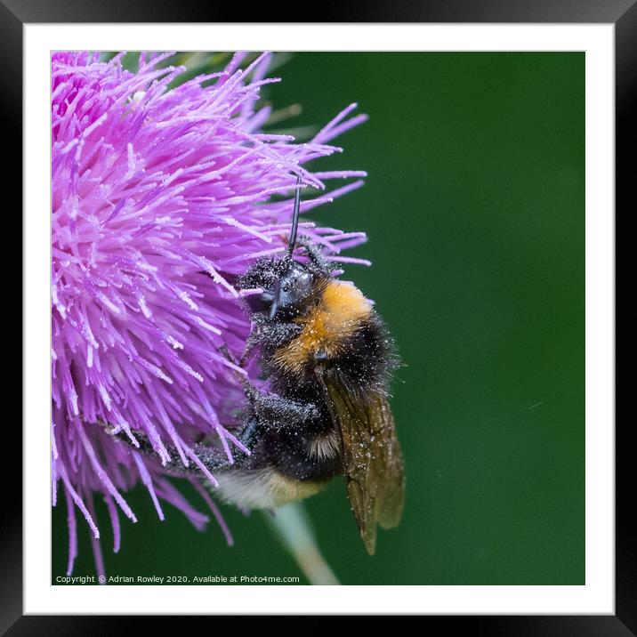 Bumble Bee pollinating a thistle Framed Mounted Print by Adrian Rowley