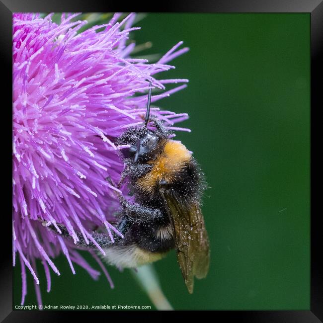 Bumble Bee pollinating a thistle Framed Print by Adrian Rowley