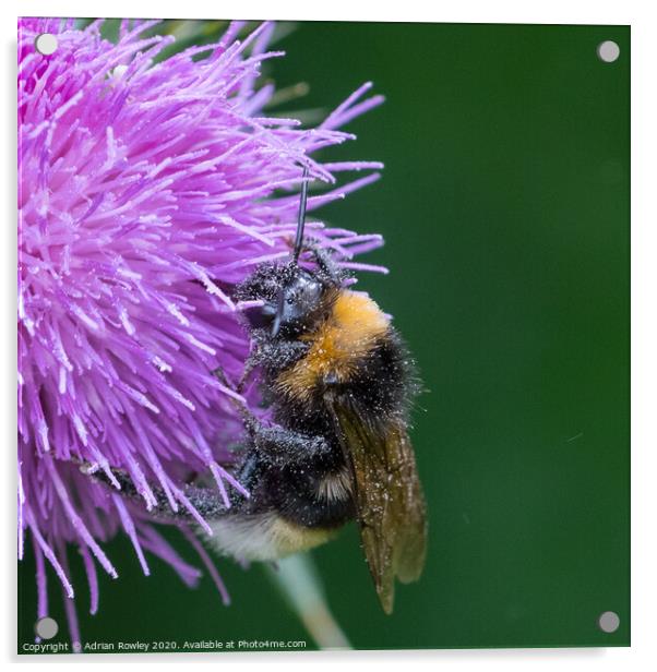 Bumble Bee pollinating a thistle Acrylic by Adrian Rowley