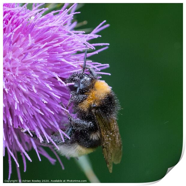 Bumble Bee pollinating a thistle Print by Adrian Rowley