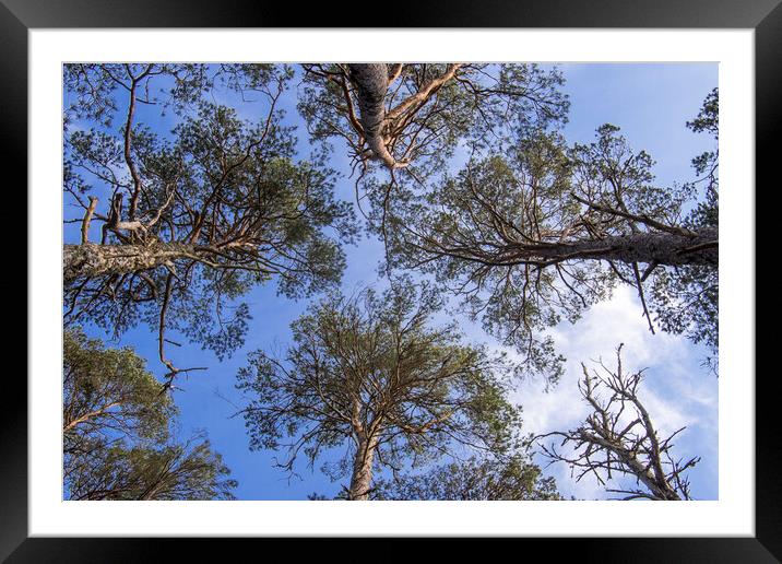 Scots Pine Trees Framed Mounted Print by Arterra 