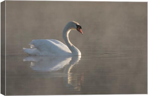 Mute Swan Swimming in Morning Mist Canvas Print by Arterra 
