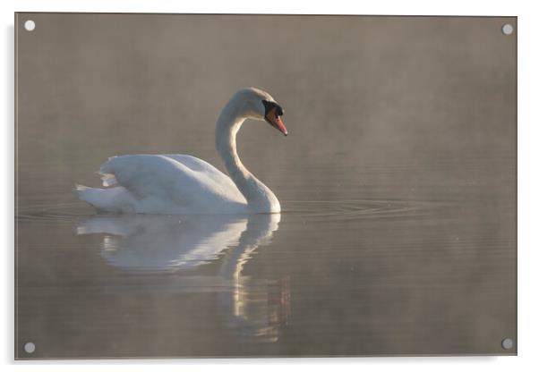Mute Swan Swimming in Morning Mist Acrylic by Arterra 