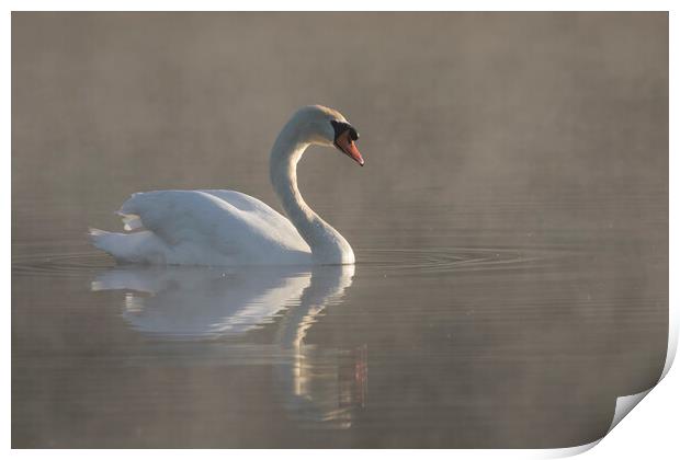 Mute Swan Swimming in Morning Mist Print by Arterra 