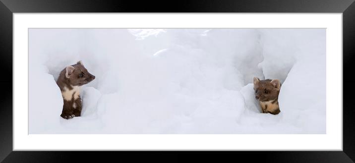 Two Pine Martens in the Snow Framed Mounted Print by Arterra 