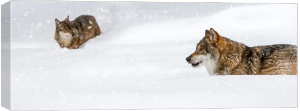 Two Grey Wolves in the Snow Canvas Print by Arterra 