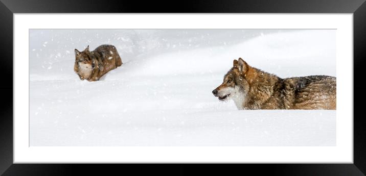 Two Grey Wolves in the Snow Framed Mounted Print by Arterra 