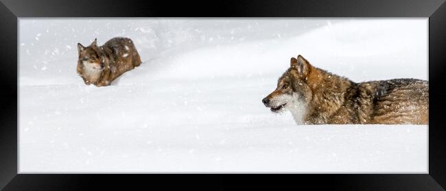Two Grey Wolves in the Snow Framed Print by Arterra 