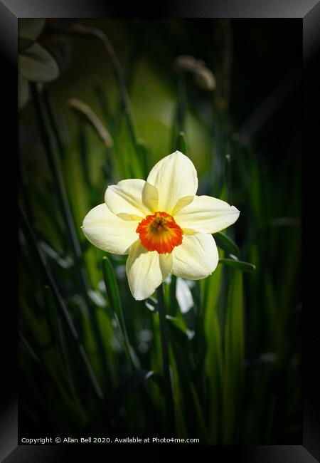 Daffodil Geranium Narcissus Flower Framed Print by Allan Bell