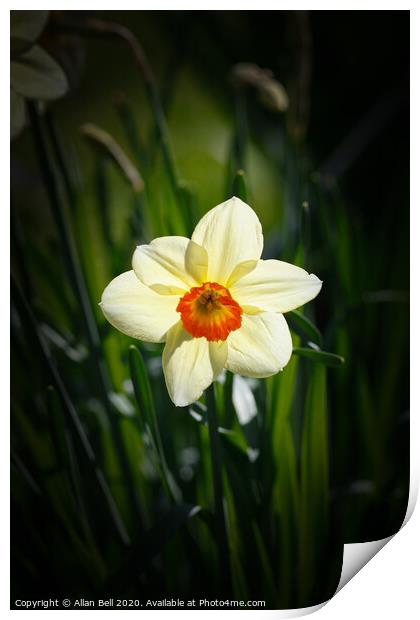 Daffodil Geranium Narcissus Flower Print by Allan Bell