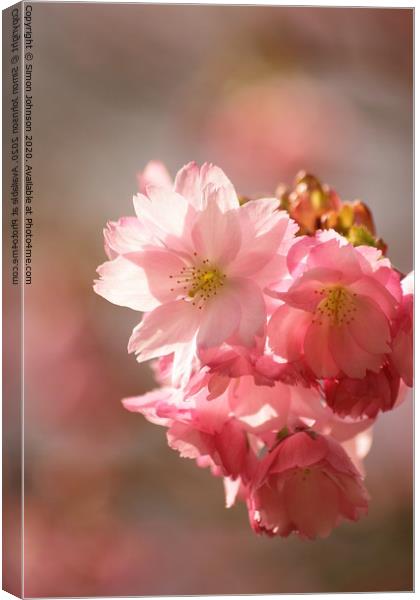 Pink cherry Blossom Canvas Print by Simon Johnson