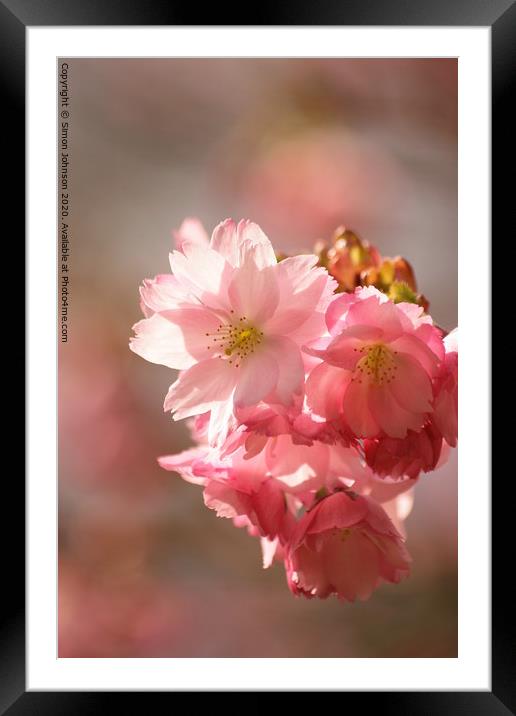 Pink cherry Blossom Framed Mounted Print by Simon Johnson