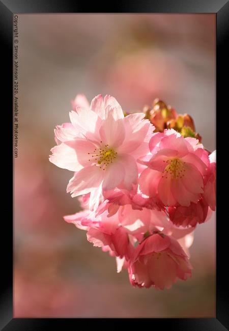 Pink cherry Blossom Framed Print by Simon Johnson