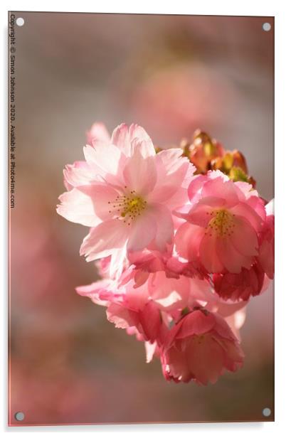 Pink cherry Blossom Acrylic by Simon Johnson
