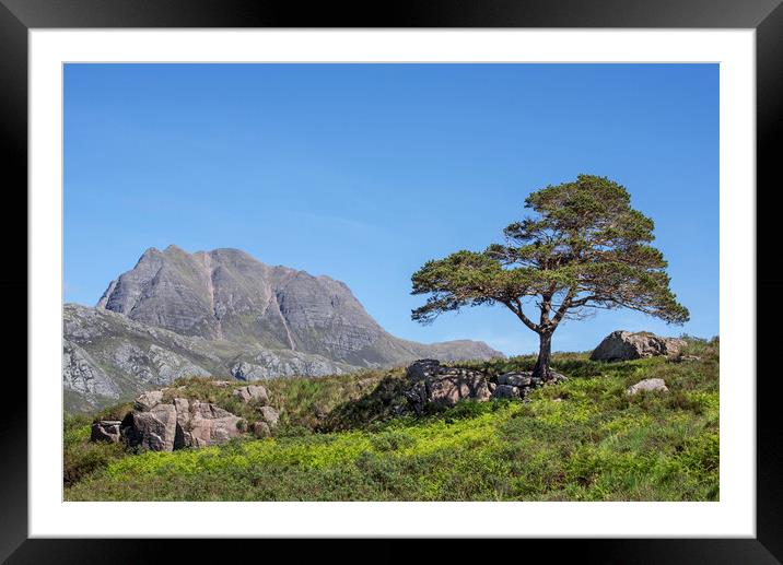 Slioch and Scots Pine Tree, Scotland Framed Mounted Print by Arterra 