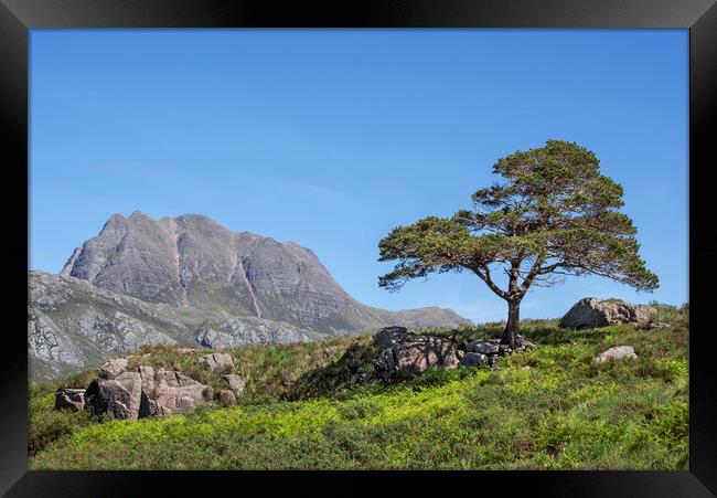 Slioch and Scots Pine Tree, Scotland Framed Print by Arterra 