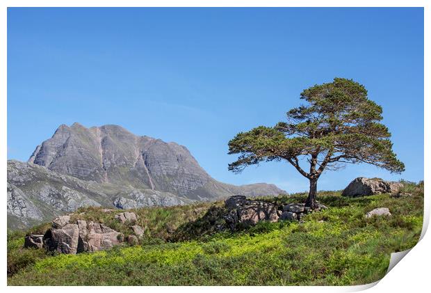 Slioch and Scots Pine Tree, Scotland Print by Arterra 