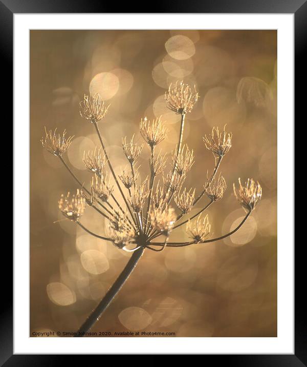 Sunlit frosted grass Framed Mounted Print by Simon Johnson