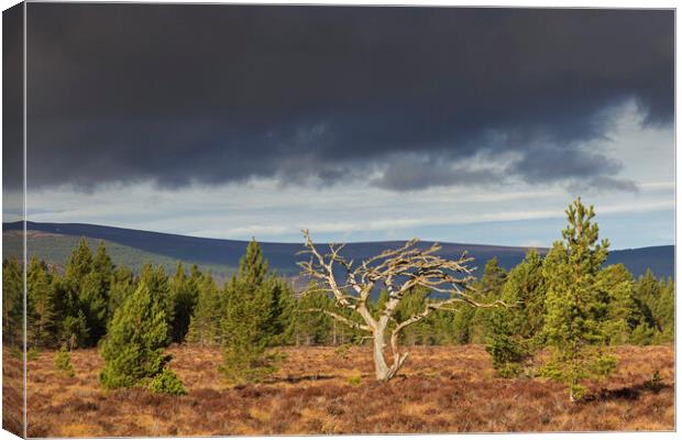 Dead Tree in Cairngorms National Park, Scotland Canvas Print by Arterra 