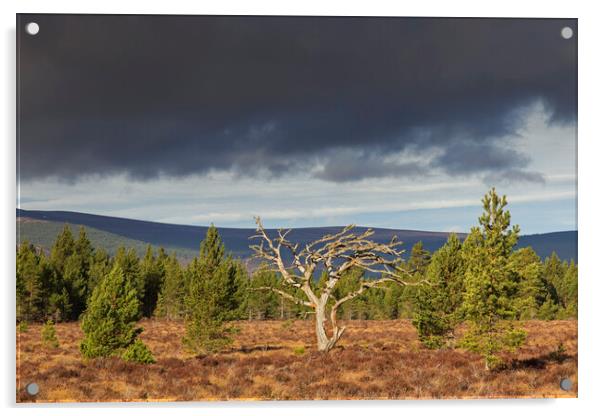 Dead Tree in Cairngorms National Park, Scotland Acrylic by Arterra 