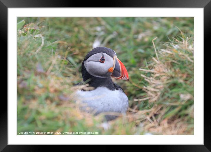Puffin on the island of Lunga Framed Mounted Print by David Morton