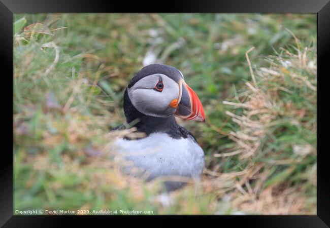 Puffin on the island of Lunga Framed Print by David Morton