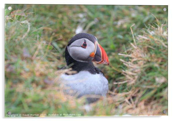 Puffin on the island of Lunga Acrylic by David Morton