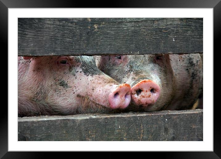Two Curious Pigs Framed Mounted Print by Arterra 