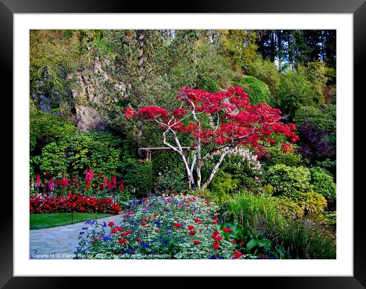 Butchart Gardens , Victoria Canada Framed Mounted Print by Elaine Manley