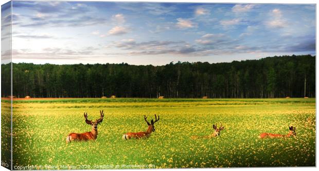 Deer in Canola Field Canvas Print by Elaine Manley