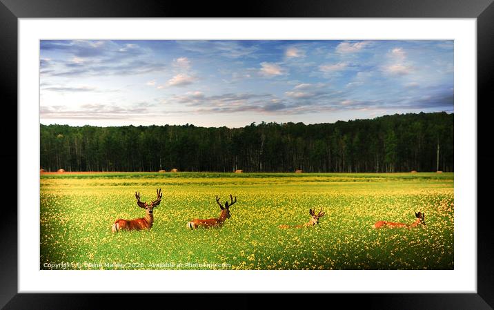 Deer in Canola Field Framed Mounted Print by Elaine Manley