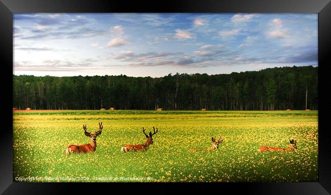 Deer in Canola Field Framed Print by Elaine Manley