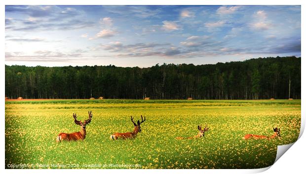 Deer in Canola Field Print by Elaine Manley