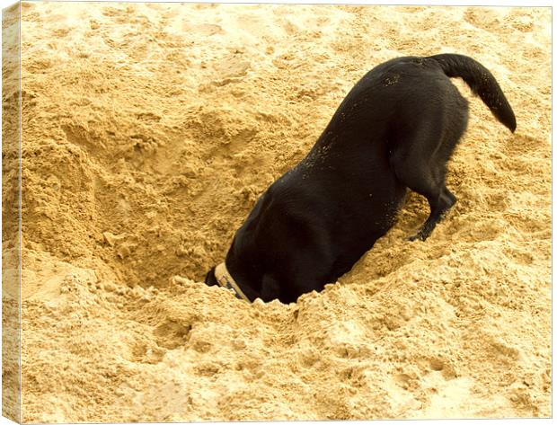 Labrador Digging in Sand Canvas Print by Tim O'Brien