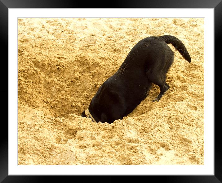 Labrador Digging in Sand Framed Mounted Print by Tim O'Brien