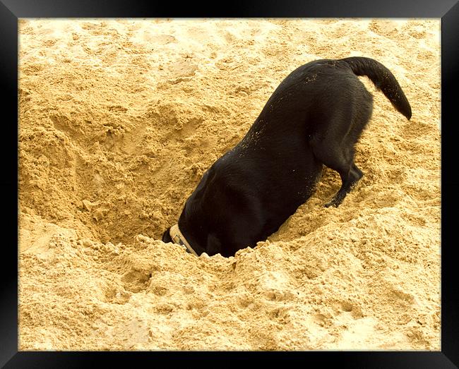 Labrador Digging in Sand Framed Print by Tim O'Brien