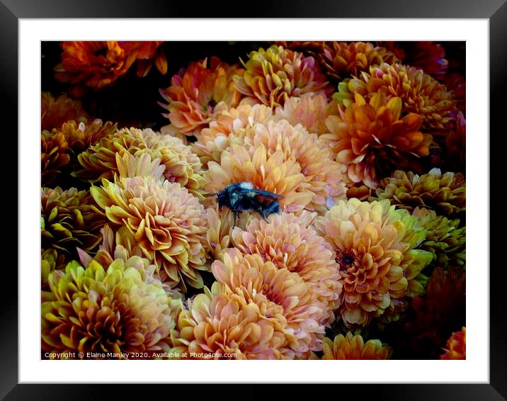 Bee in the Chrysanthemum flowers  Framed Mounted Print by Elaine Manley