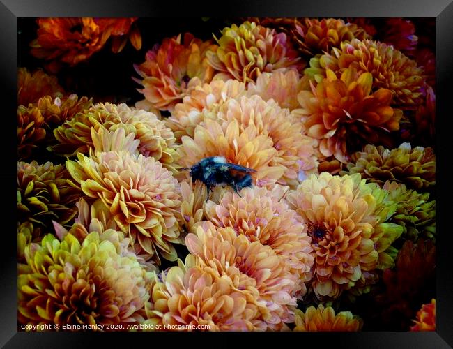 Bee in the Chrysanthemum flowers  Framed Print by Elaine Manley