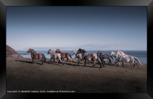 Wild Carneddau ponies Framed Print by Michael Newton