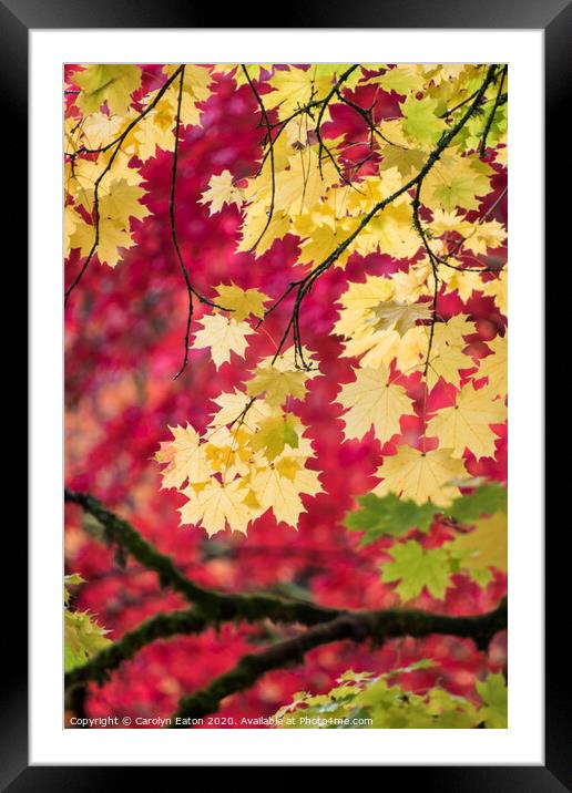 Autumn Colour Framed Mounted Print by Carolyn Eaton